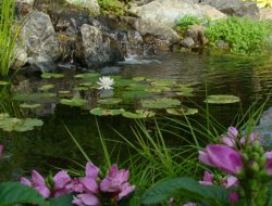 Reflections Water Gardens A Serene Retreat For Nature Lovers