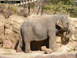 bush gardens A Journey Through Natures Oasis