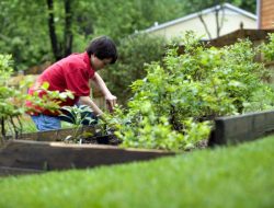 Gardening A Gateway To Green Spaces And Creativity